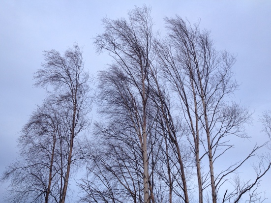 birch trees in the wind